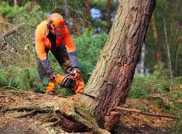 Pemberwick, CT Tree Removal Services Company