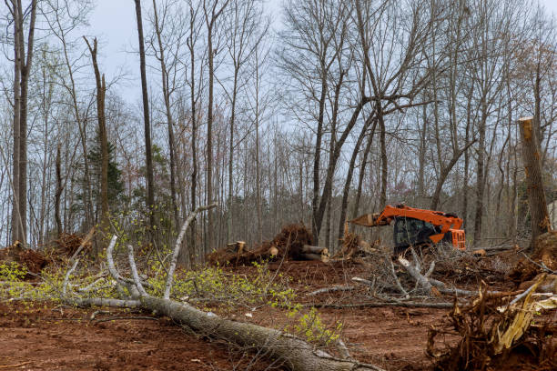 Tree and Shrub Care in Pemberwick, CT